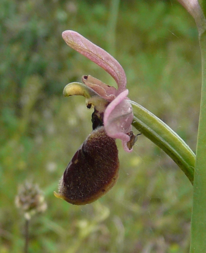 Ophrys sardi e ibridi