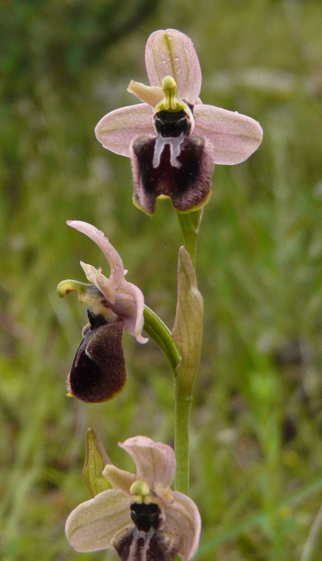 Ophrys sardi e ibridi