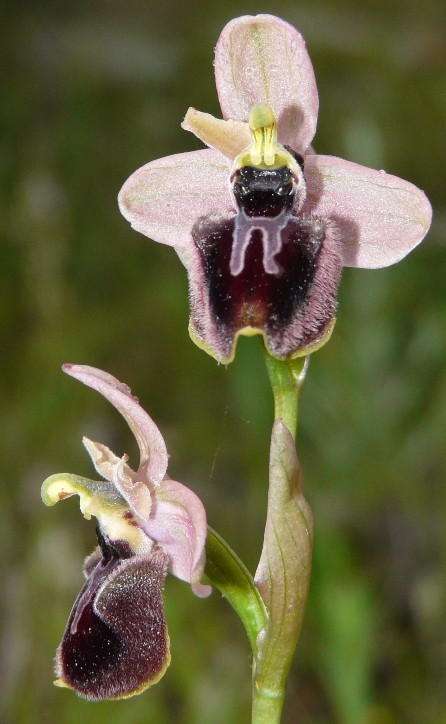 Ophrys sardi e ibridi