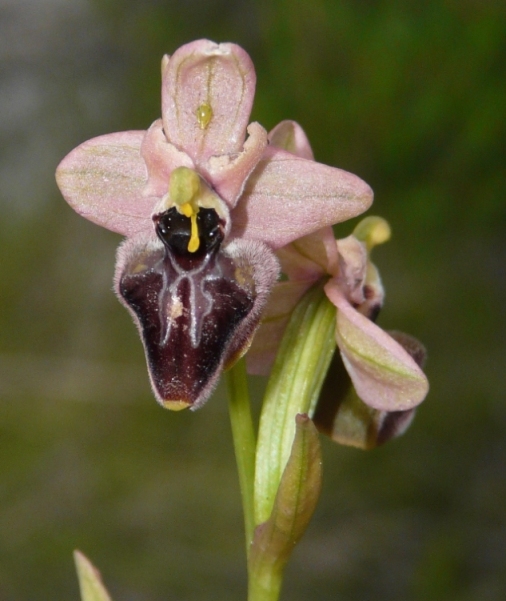 Ophrys sardi e ibridi