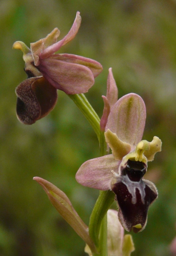 Ophrys sardi e ibridi