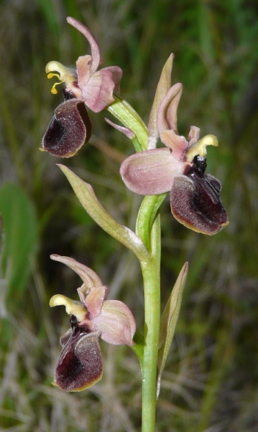 Ophrys sardi e ibridi