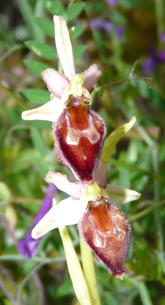 Ophrys sardi e ibridi