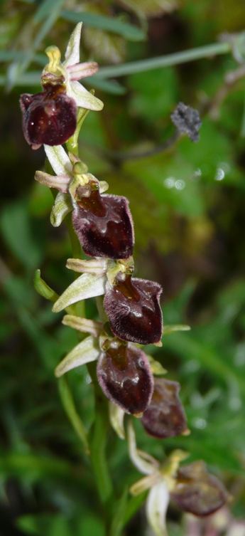 Ophrys sardi e ibridi