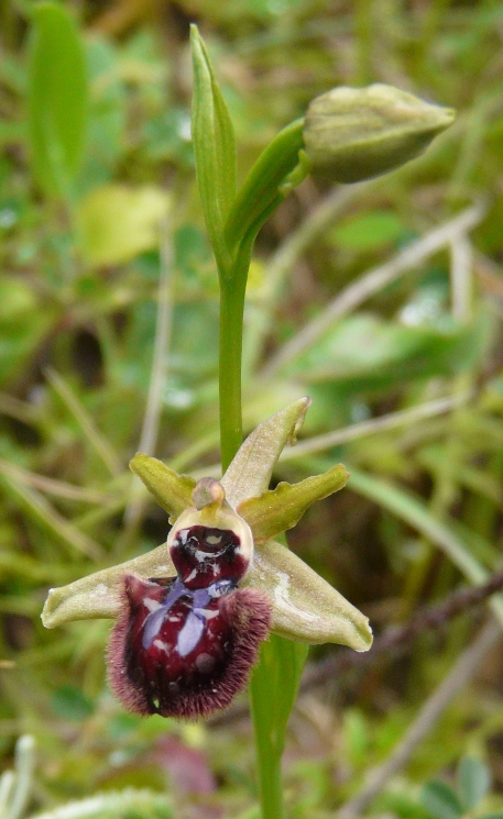 Ophrys sardi e ibridi
