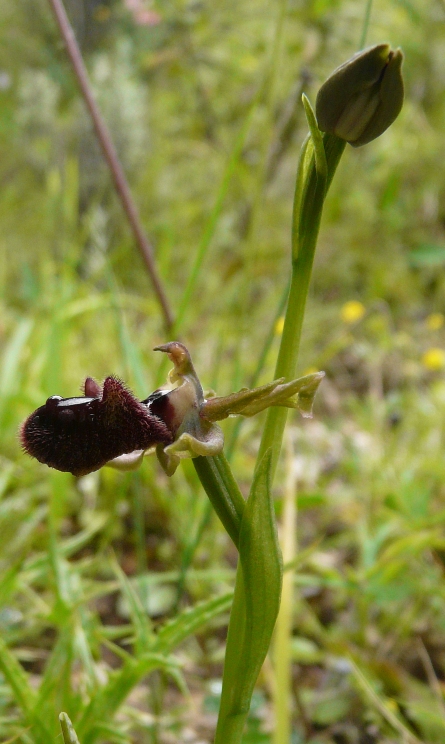 Ophrys sardi e ibridi
