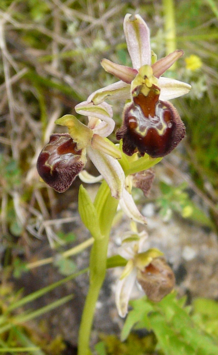 Ophrys sardi e ibridi