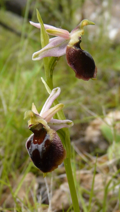 Ophrys sardi e ibridi
