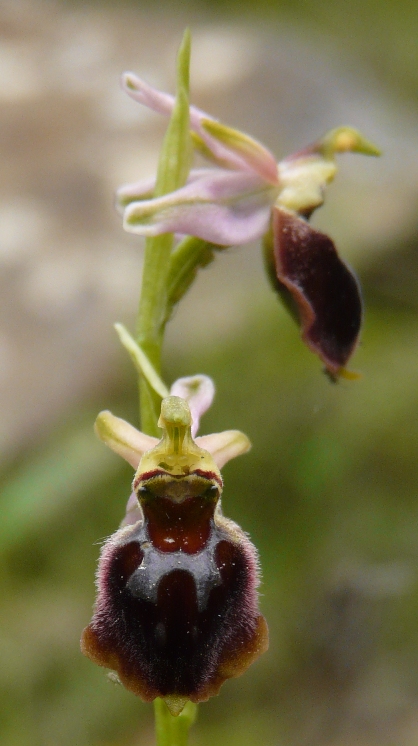 Ophrys sardi e ibridi