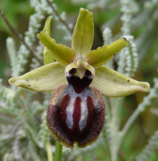 Ophrys sardi e ibridi