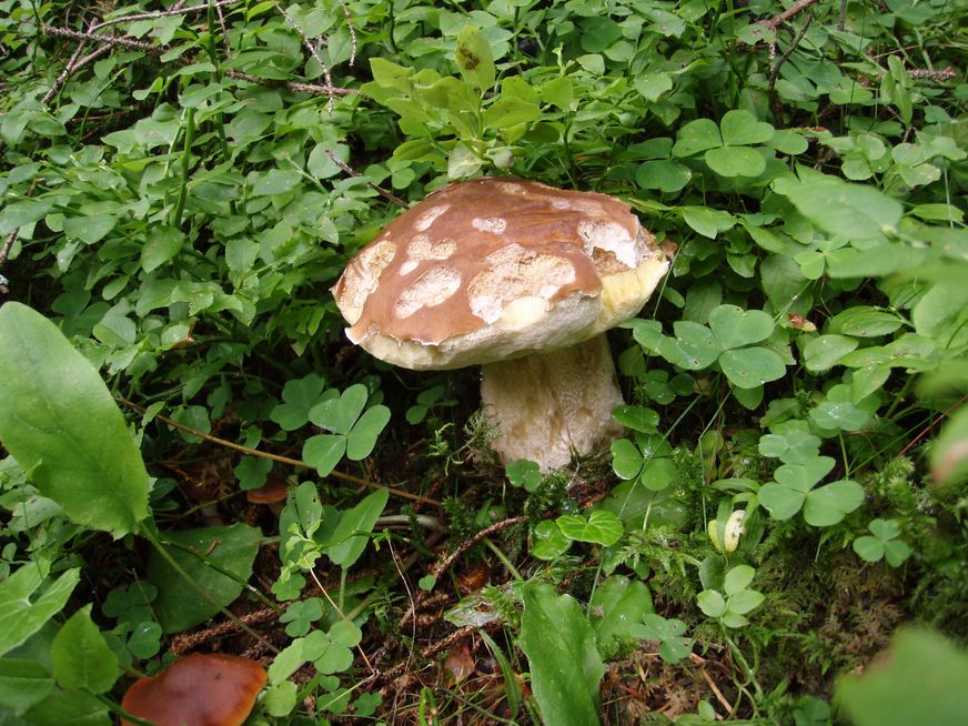 Funghi in Alto Adige
