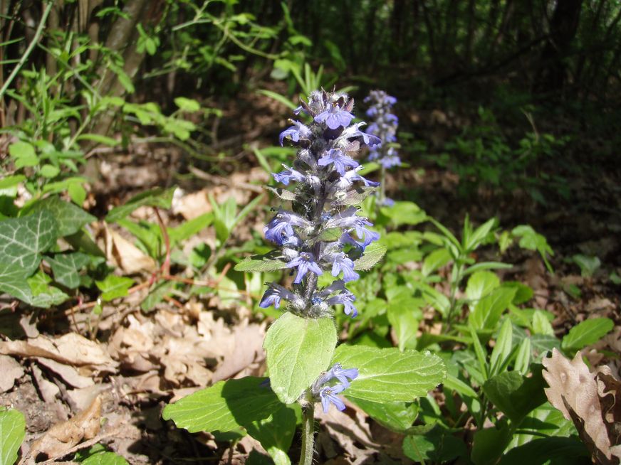 Oltrepo'' Pavese collinare: credo siano orchidee...