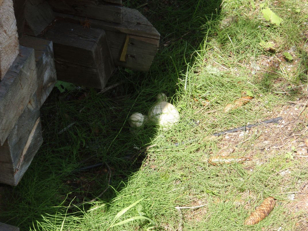 Funghi in Alto Adige