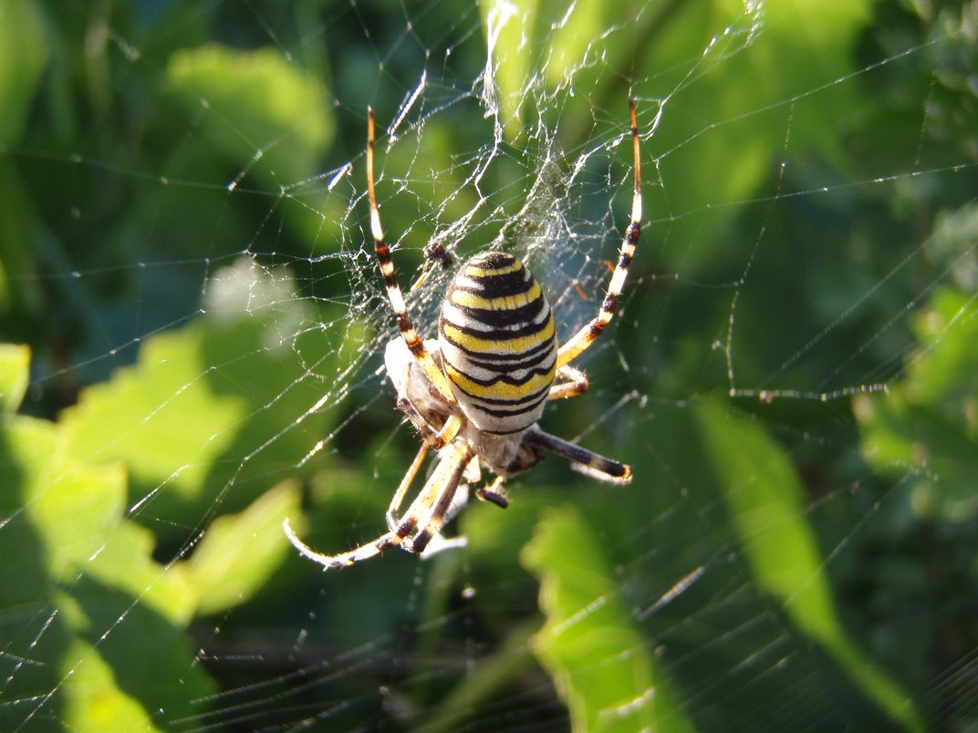 Oltrep Pavese collinare: Argiope bruennichi