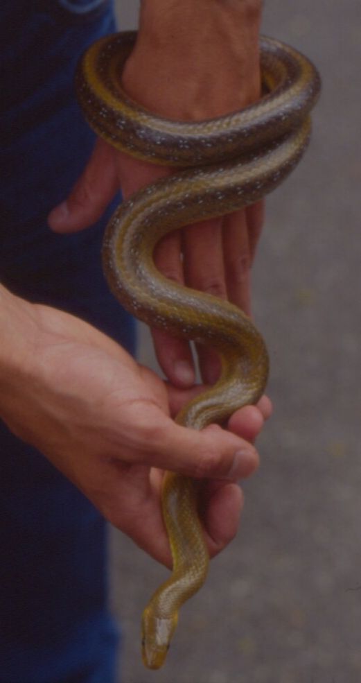 Zamenis lineatus nel Lazio