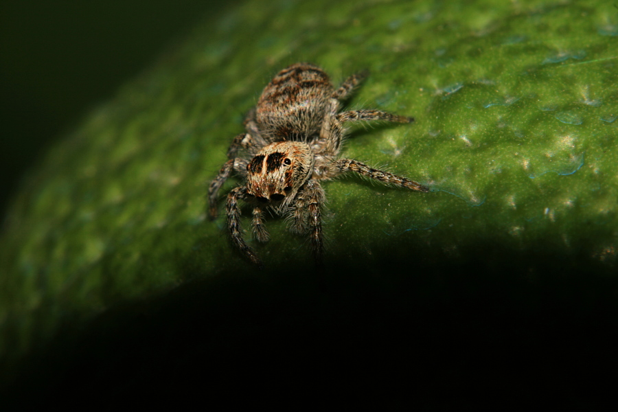 Carrhotus xanthogramma