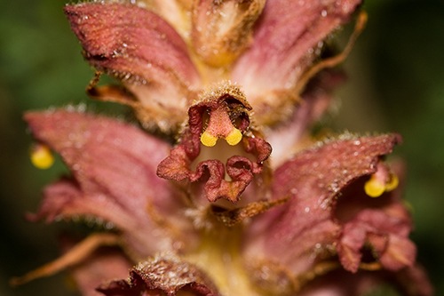 Secondo voi di cosa si tratta? Orobanche sp.