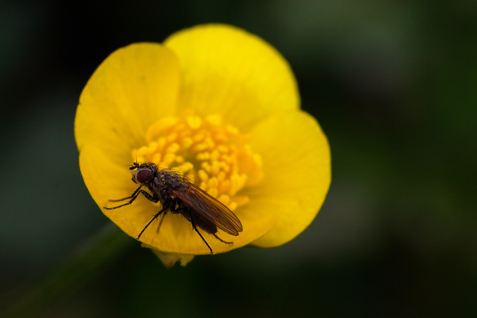 Femmina di Anthomyiidae.