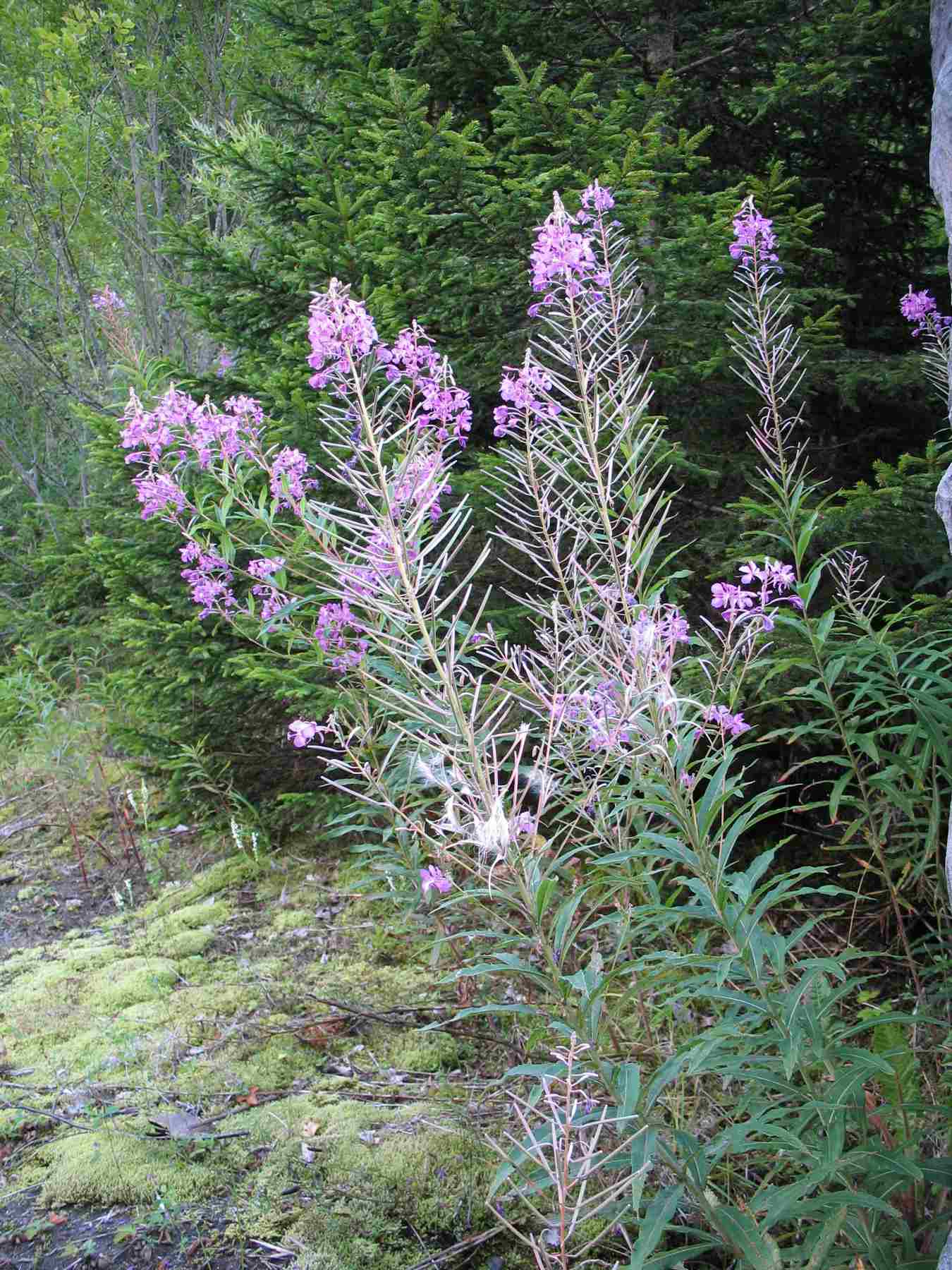 Chamaenerion angustifolium (ex Epilobium angustifolium)