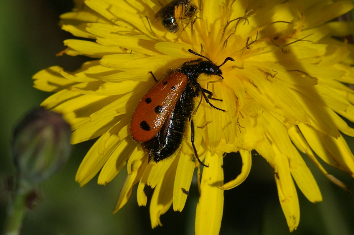 Chrysomelidae?   No, Meloidae: Mylabris fabricii