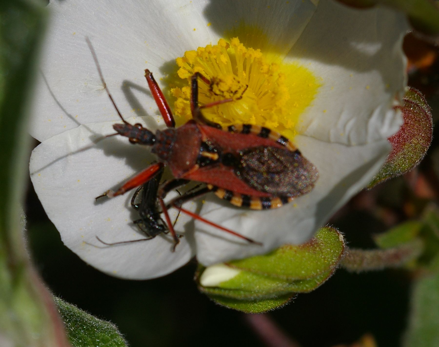 Heteroptera... Rhynocoris erytropus