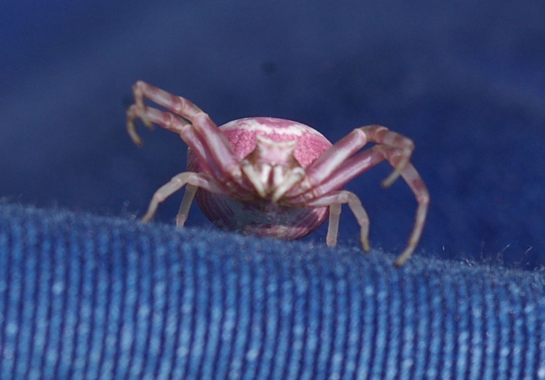 Thomisus onustus