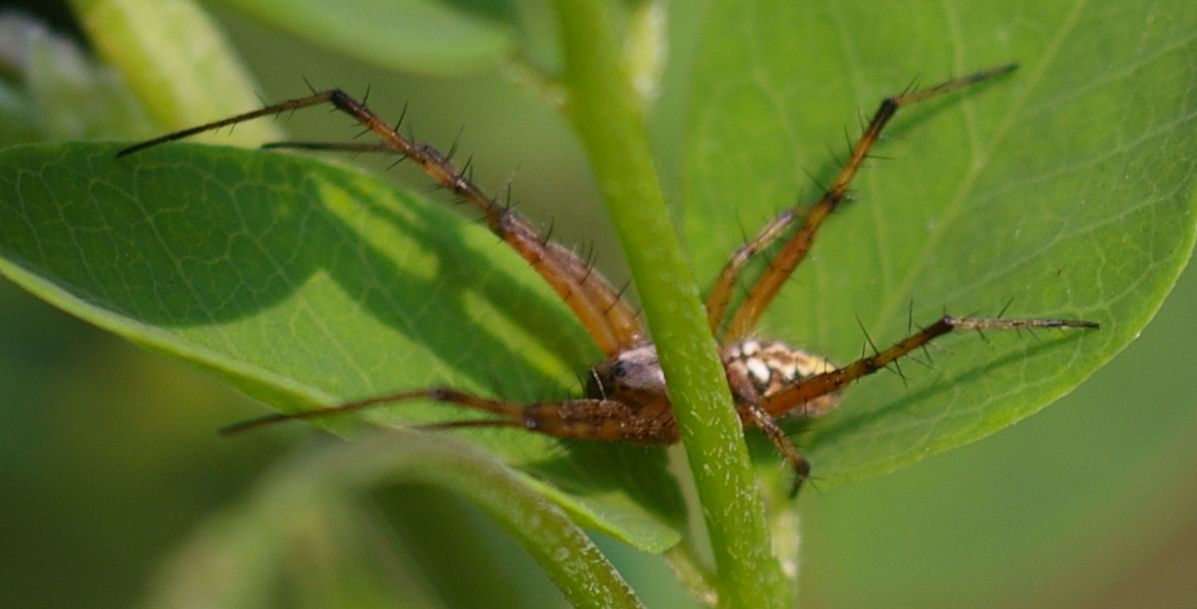 Neoscona adianta o Aculepeira sp.