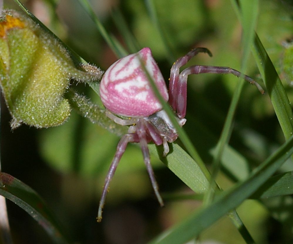 Thomisus onustus
