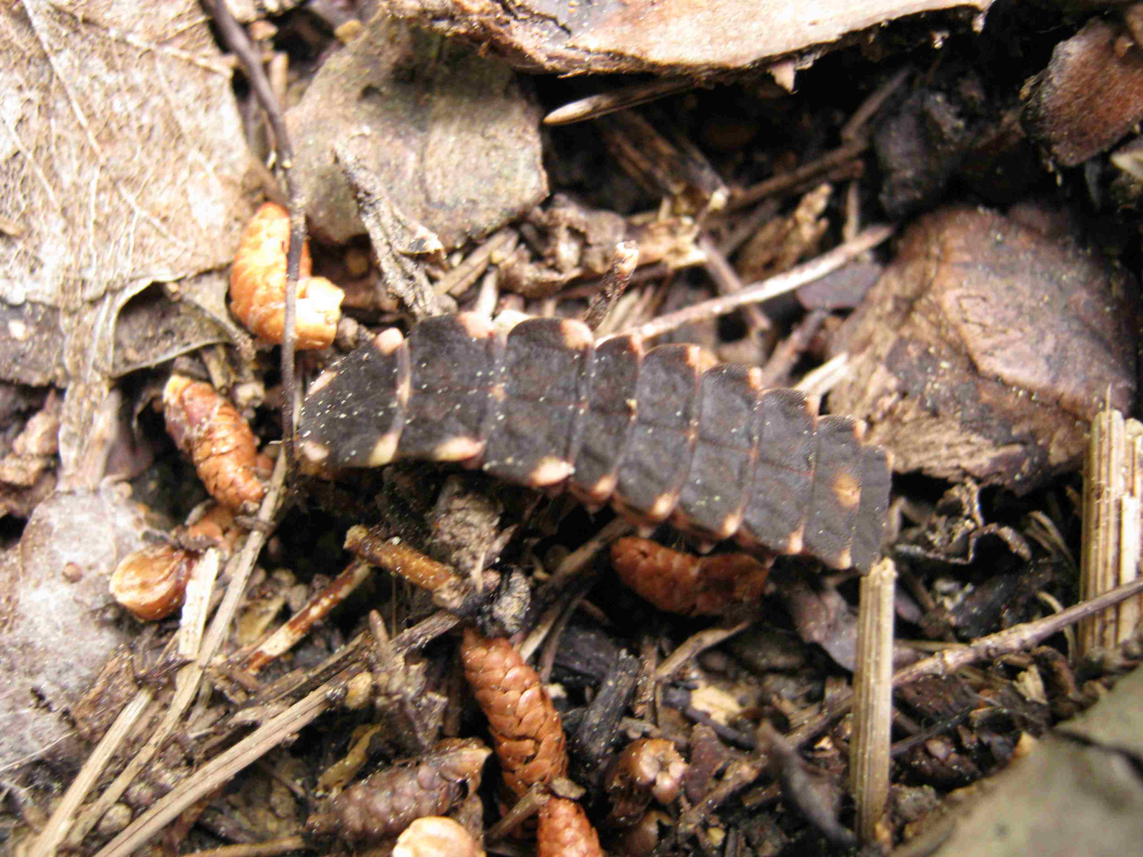 Centopiedi? No; larva di lucciola