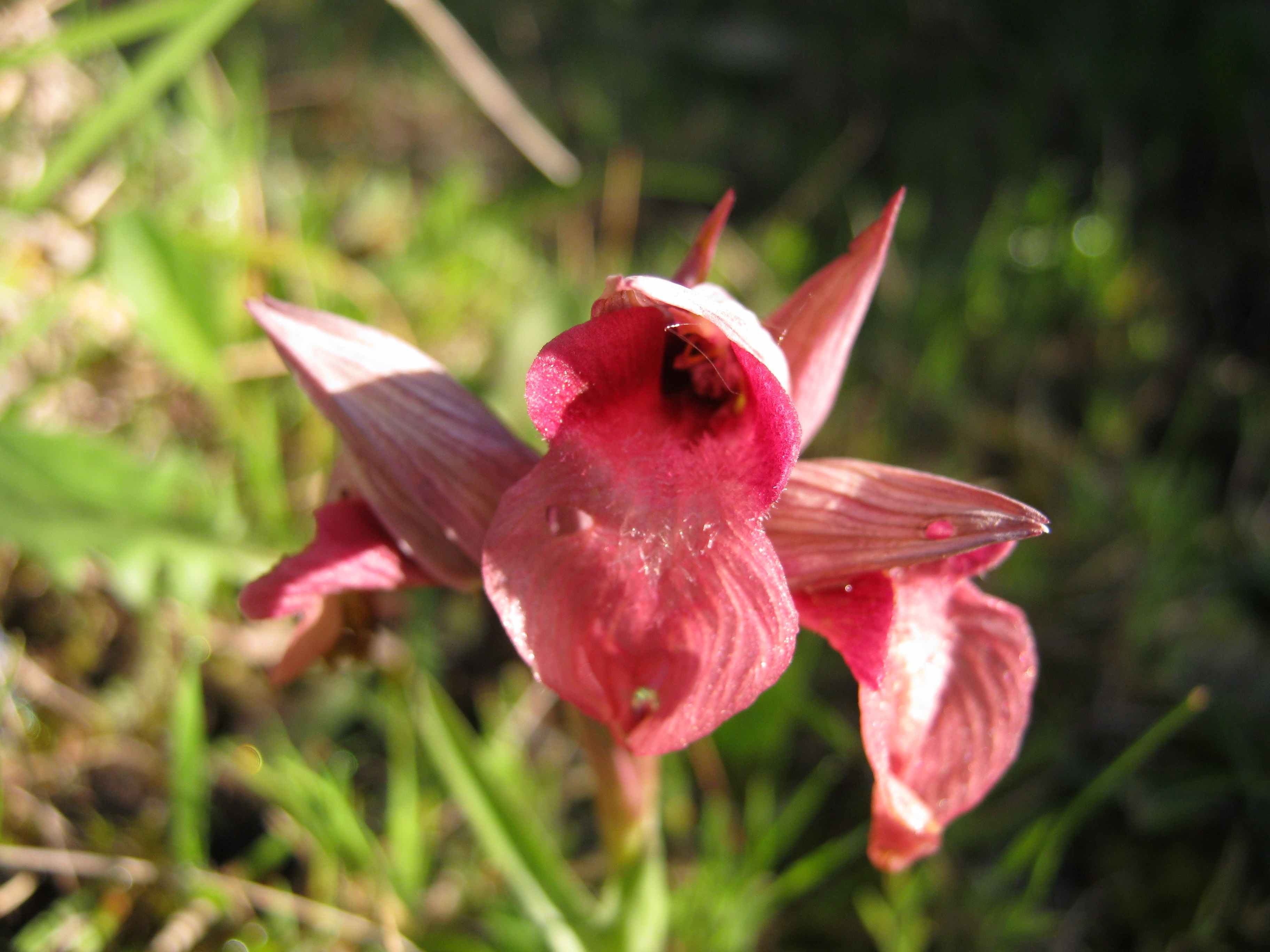 Orchis neglecta?? 2 inv