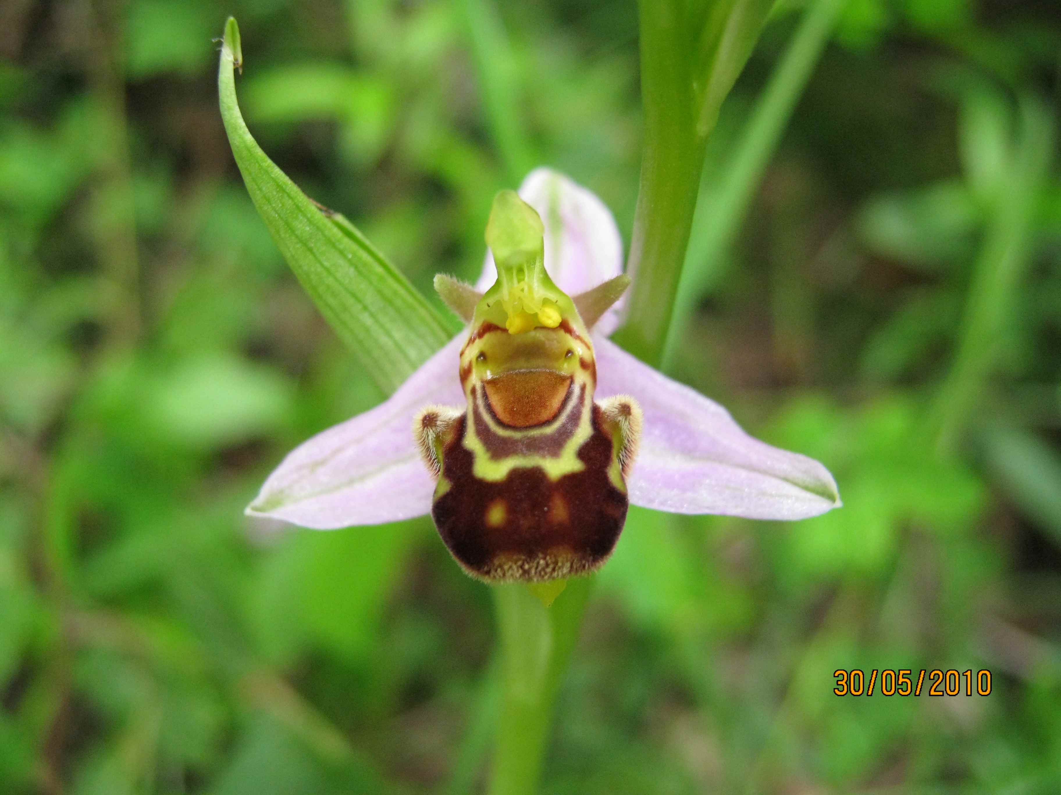 Variabilit Ophrys apifera