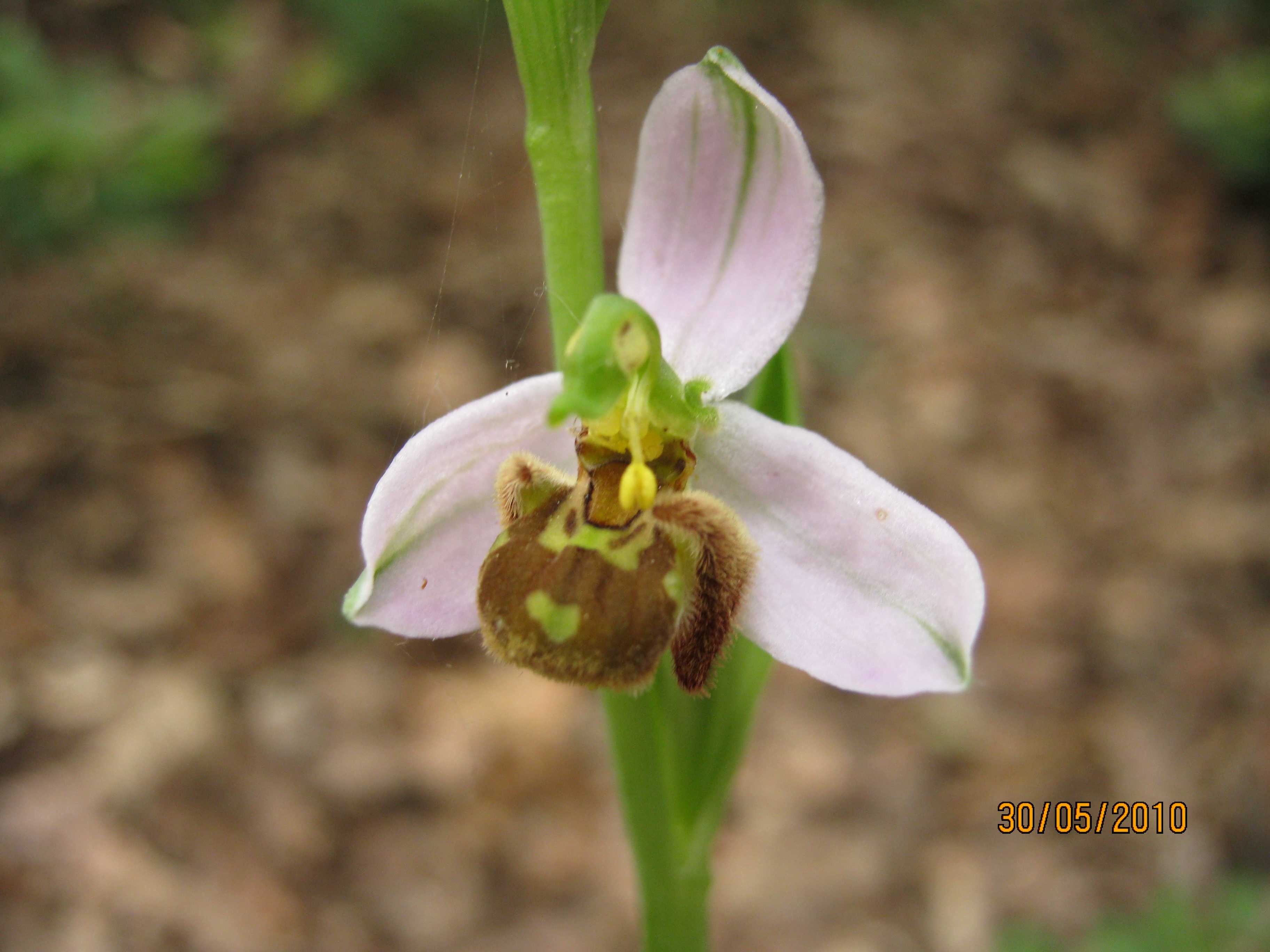 Variabilit Ophrys apifera