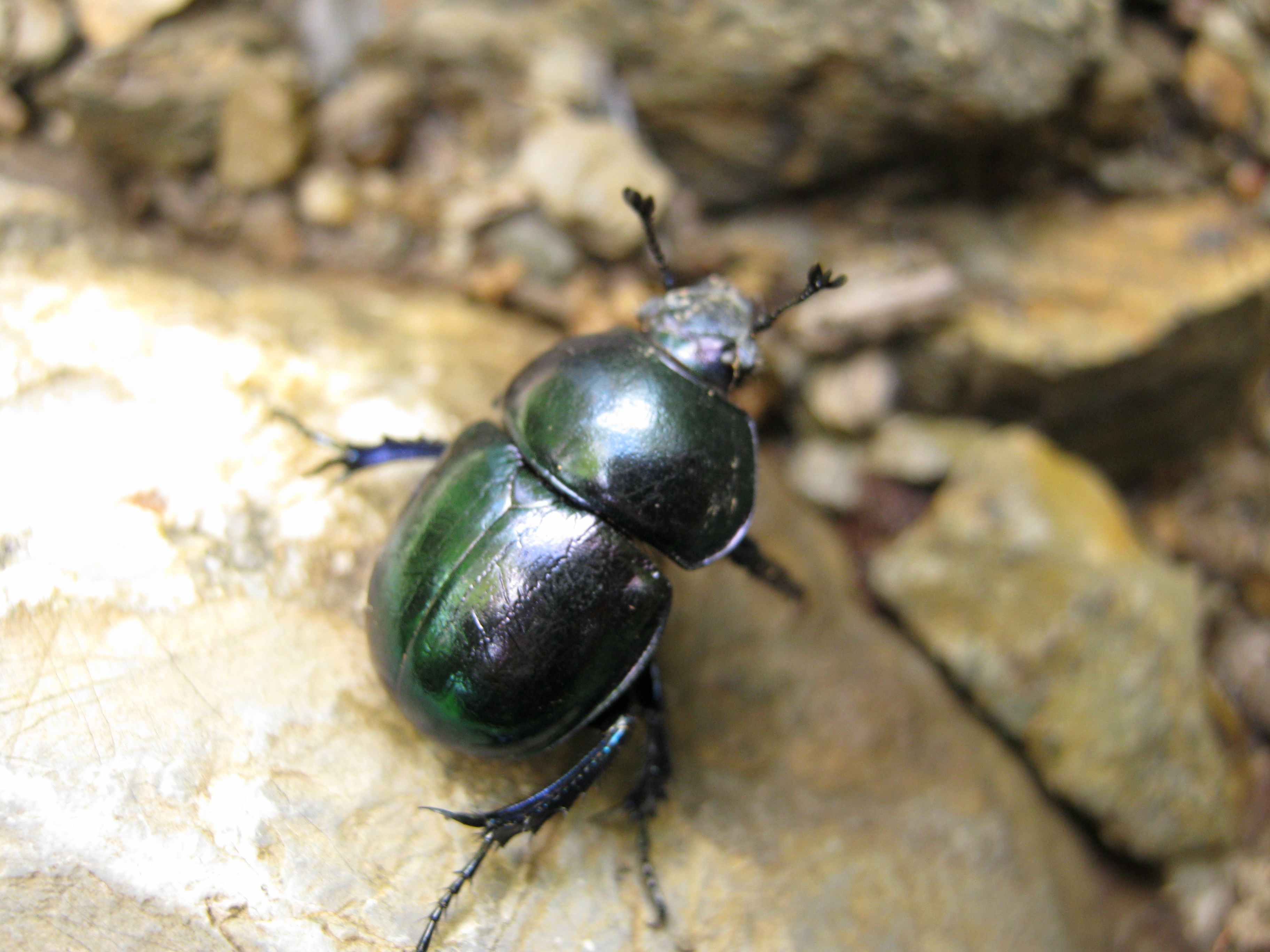 Da identificare: Trypocopris pyrenaeus splendens