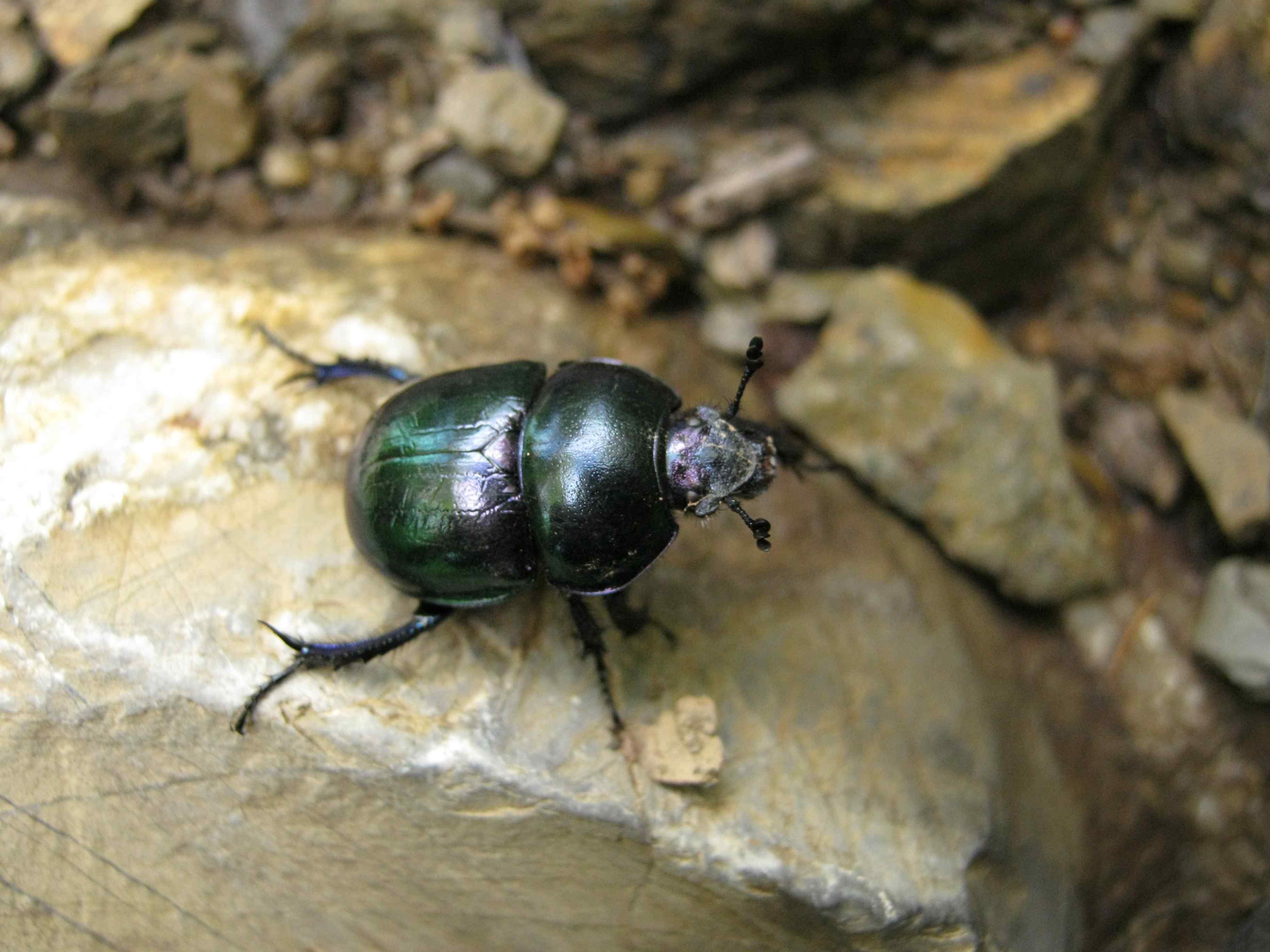 Da identificare: Trypocopris pyrenaeus splendens