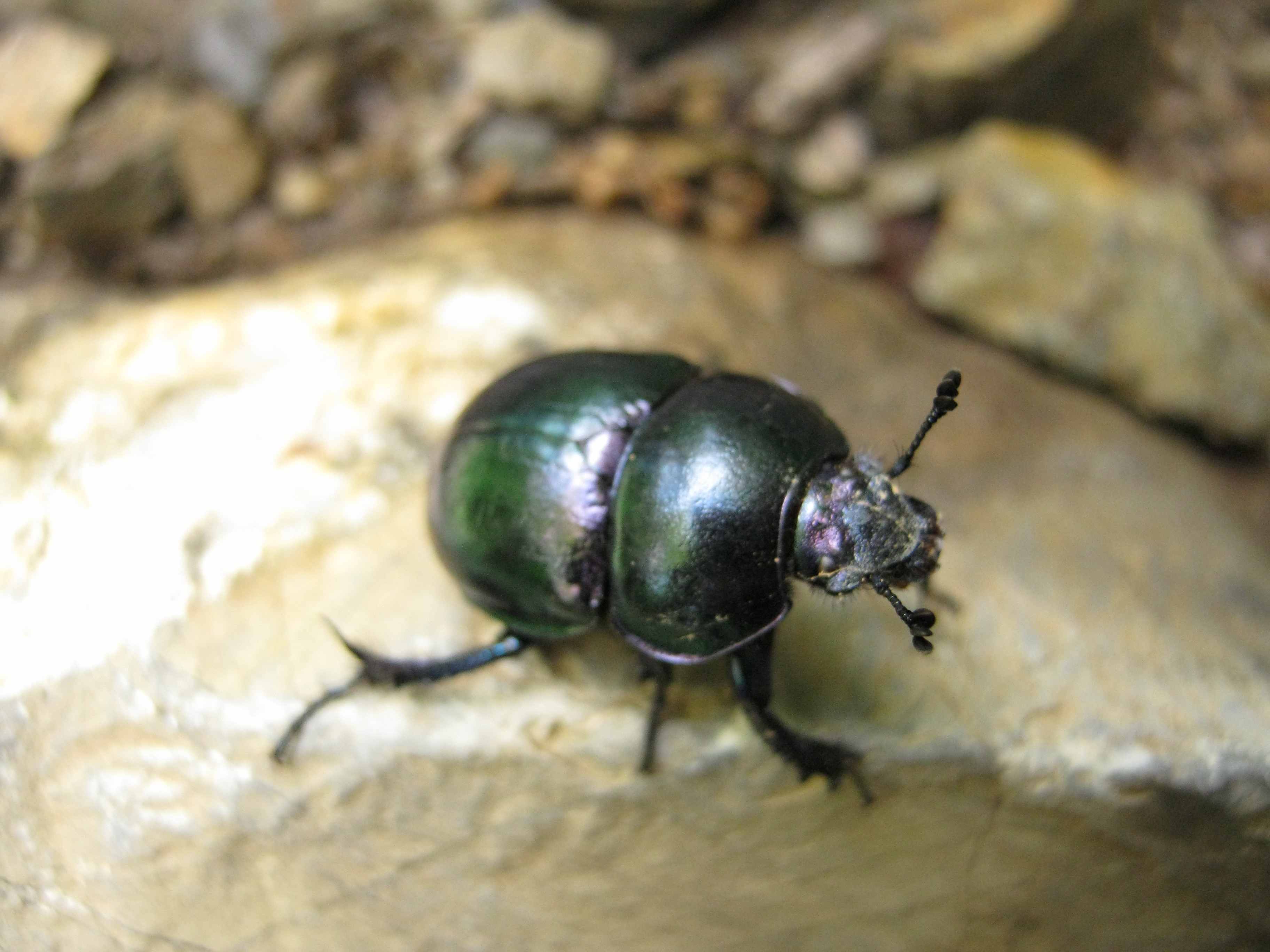 Da identificare: Trypocopris pyrenaeus splendens