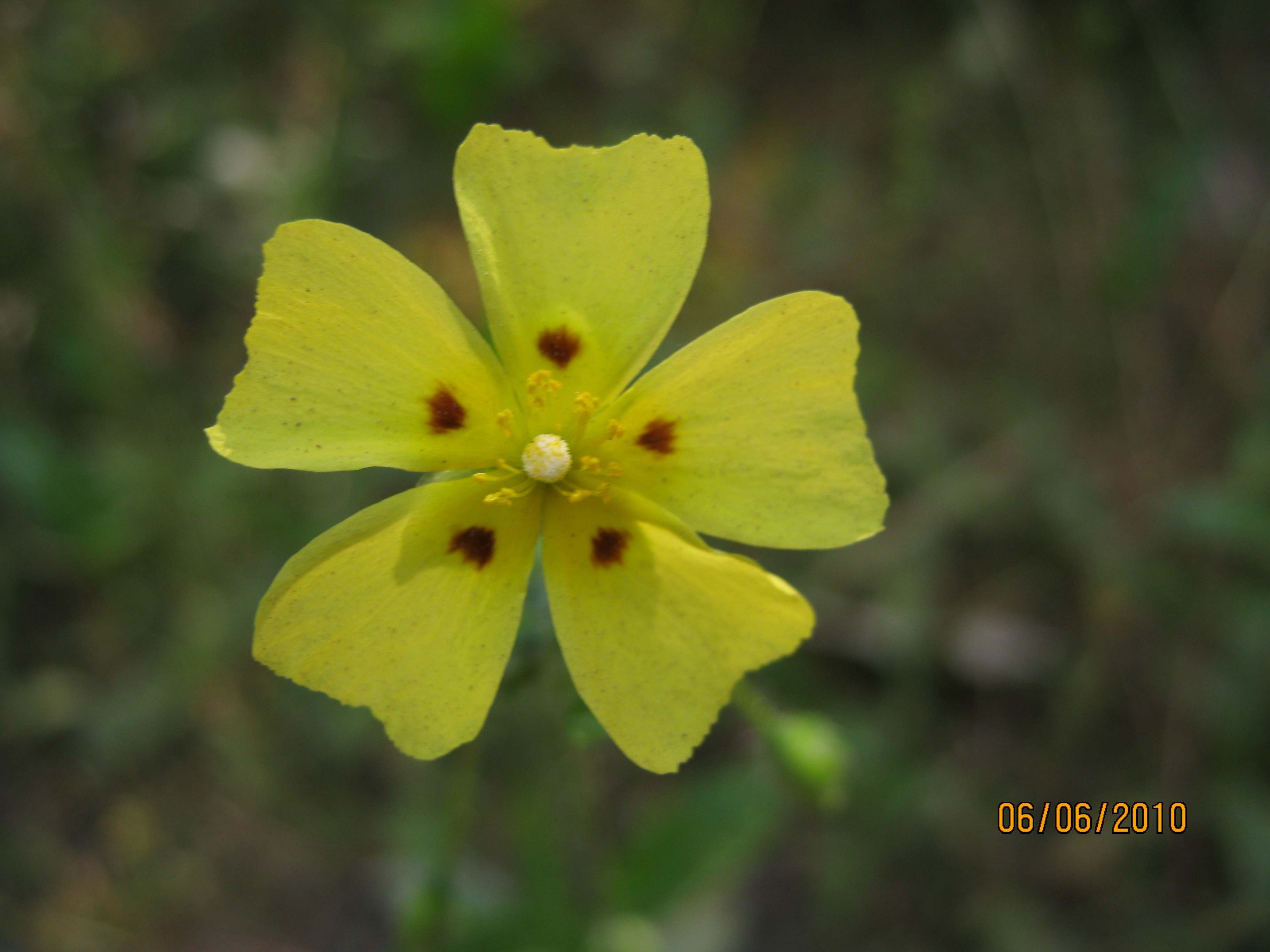 Halimium halimifolium? no, Tuberaria guttata