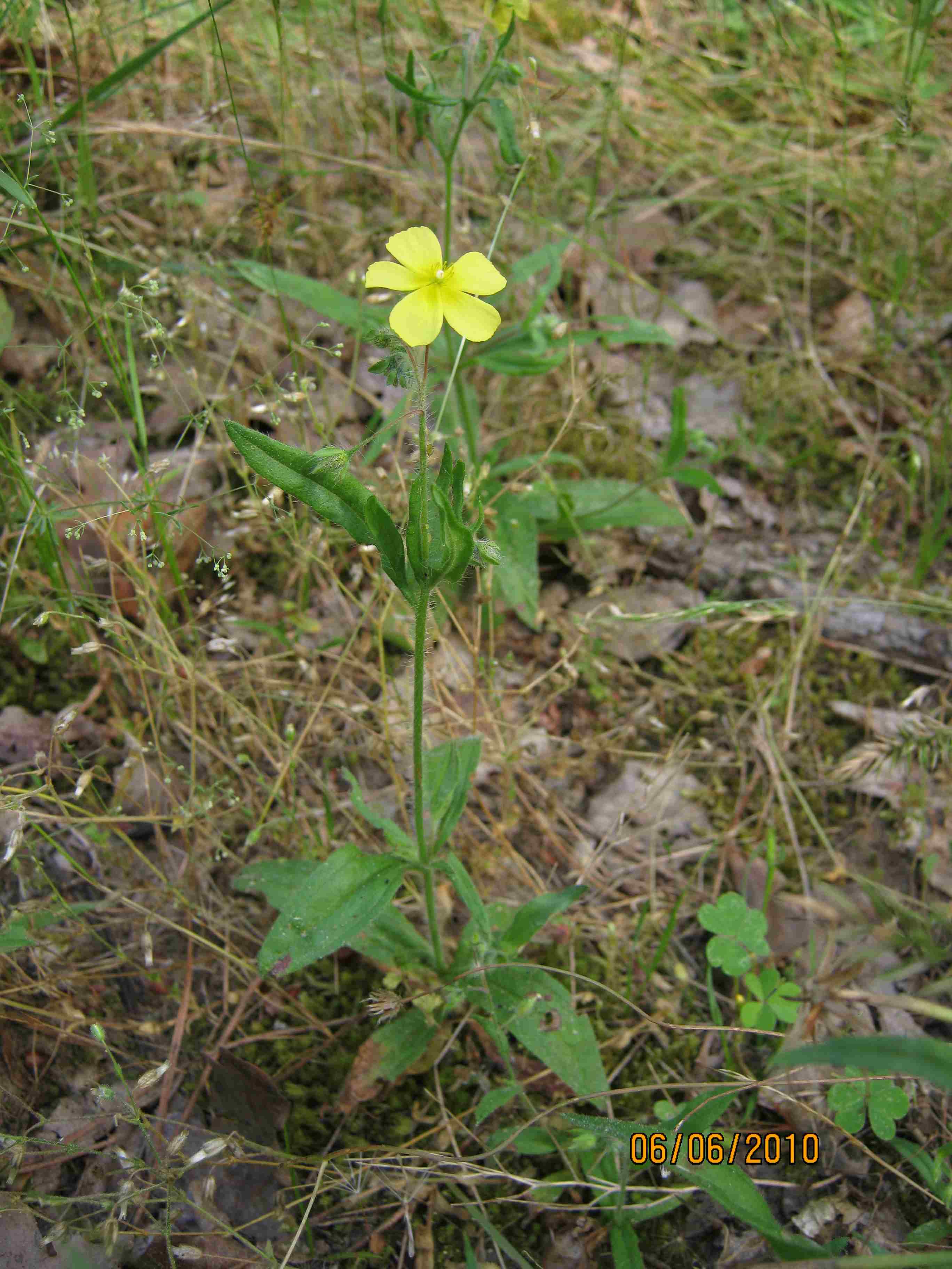 Halimium halimifolium? no, Tuberaria guttata
