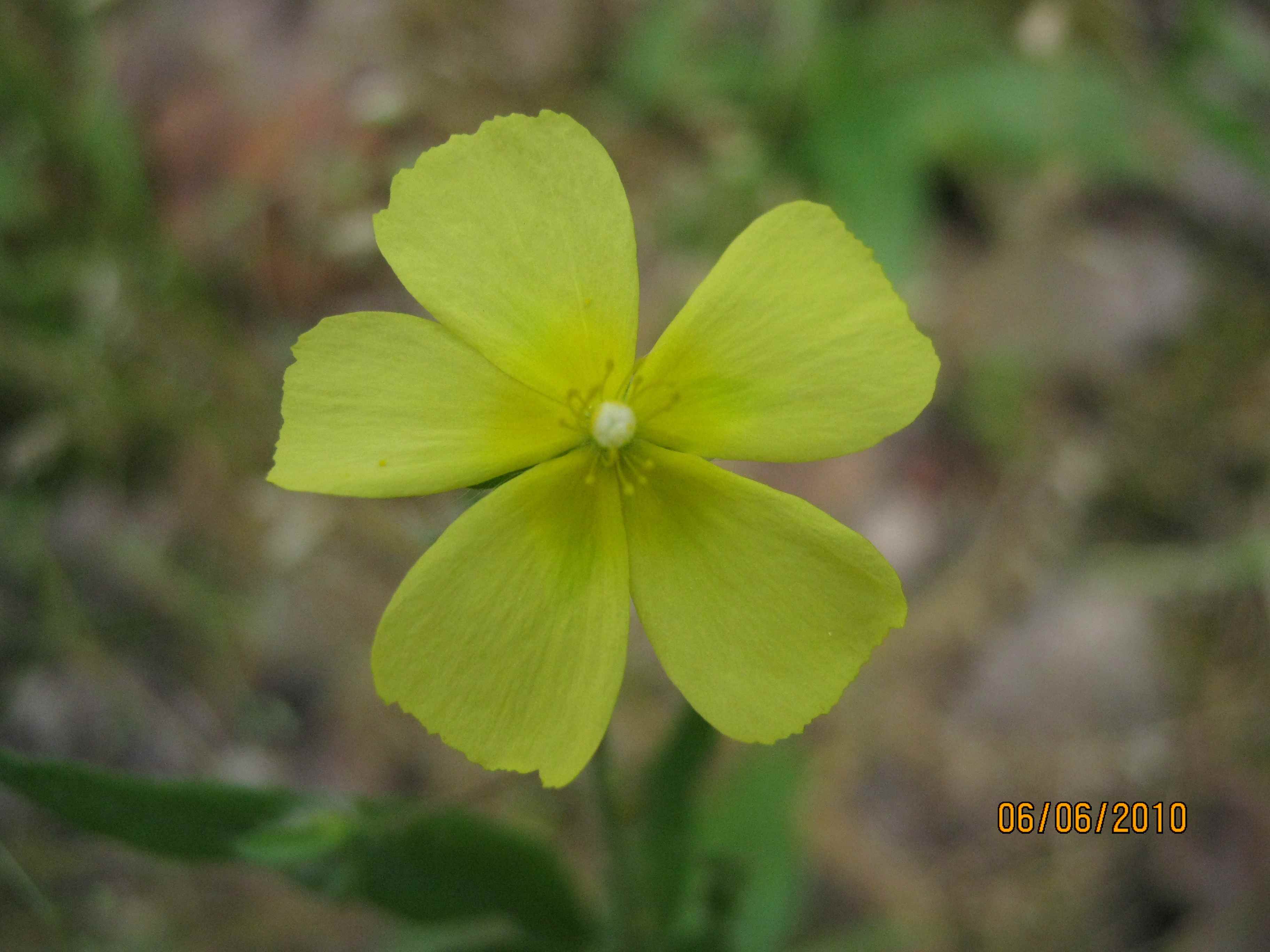 Halimium halimifolium? no, Tuberaria guttata