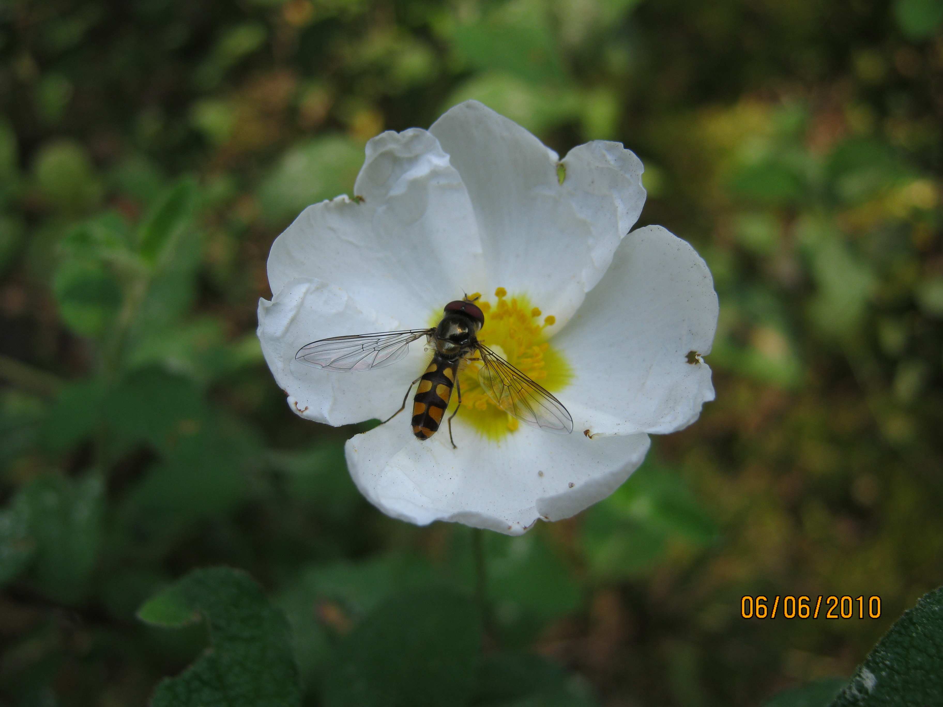 Meliscaeva auricollis