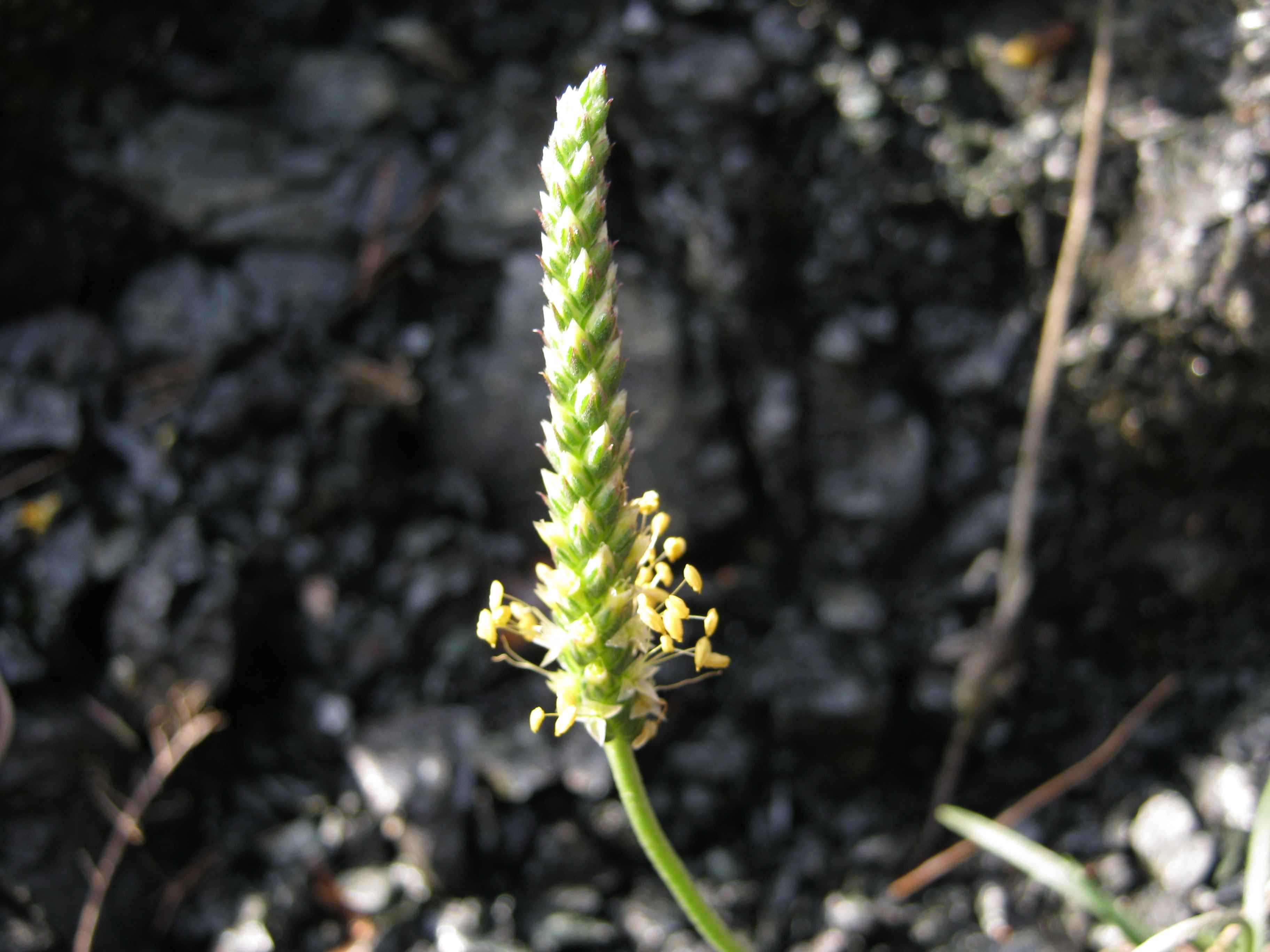 Quale Plantago?