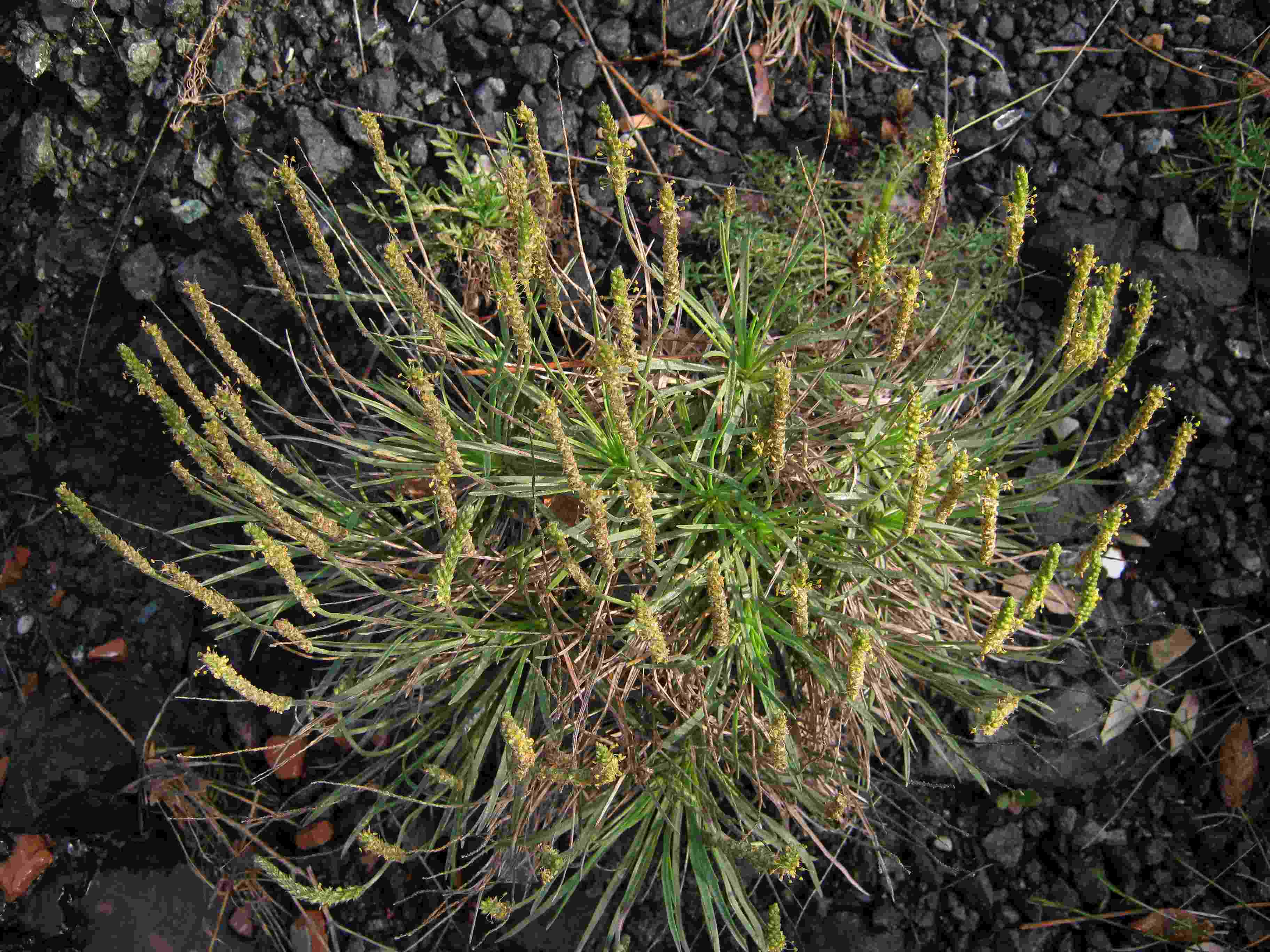 Quale Plantago?