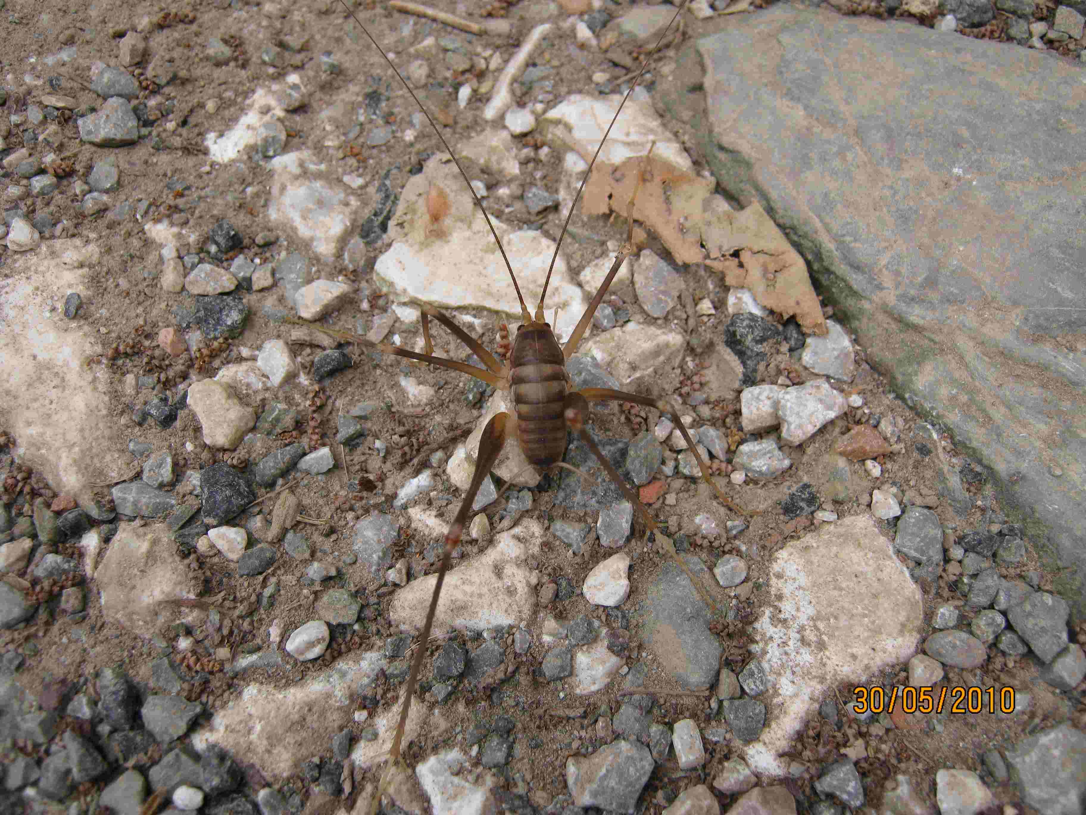 Ragno da identificare