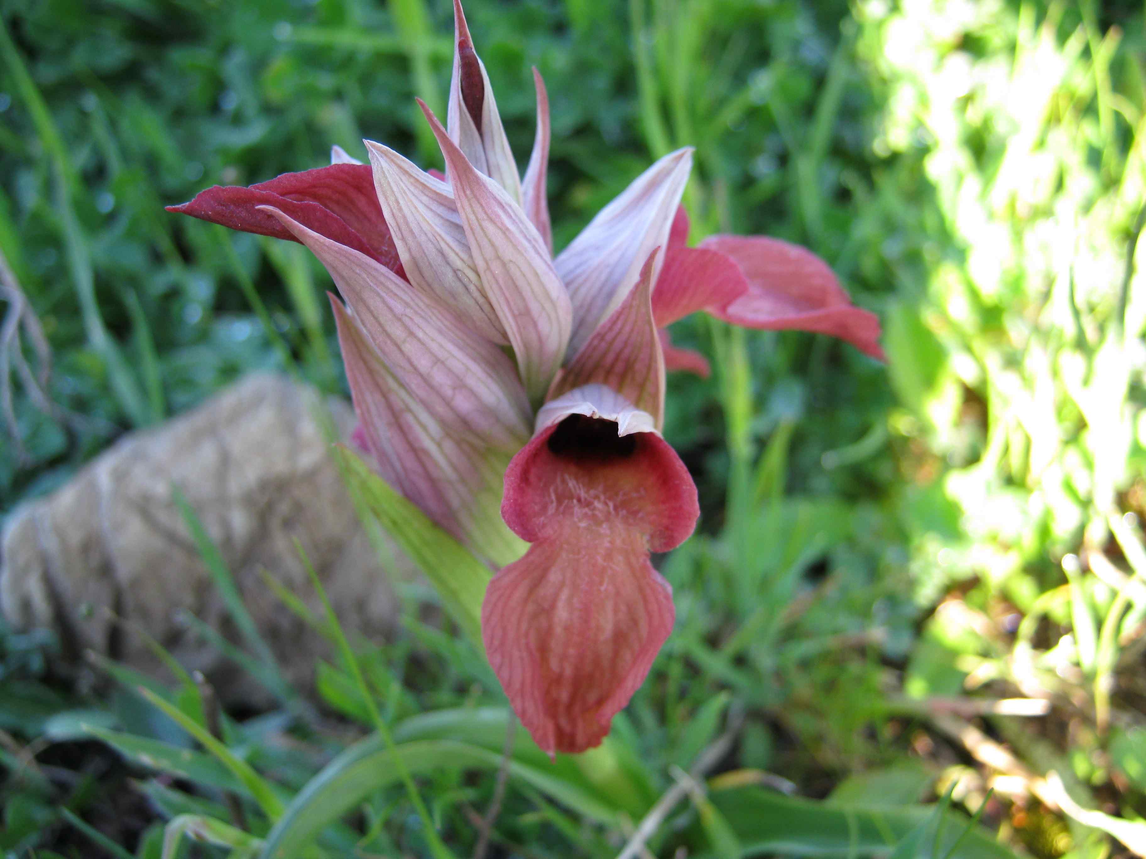 Orchis neglecta?? 2 inv