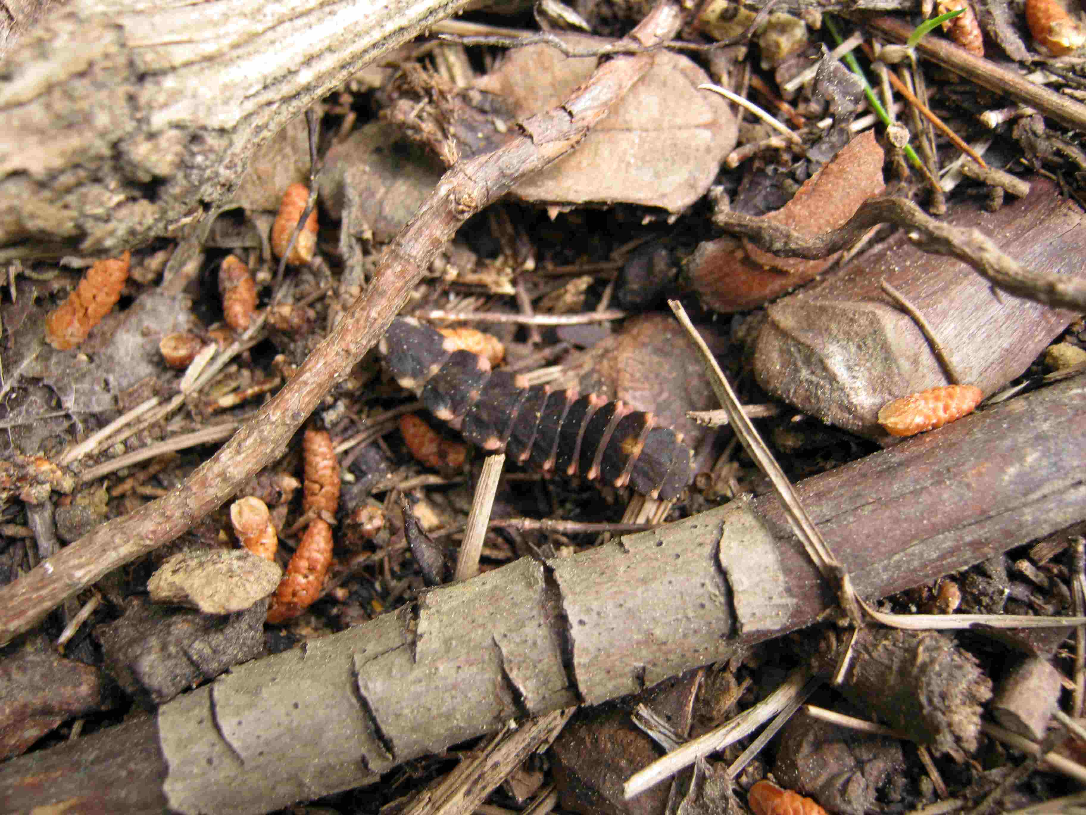 Centopiedi? No; larva di lucciola