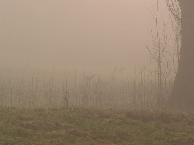 Fagiani .... lotta tra maschi nella nebbia