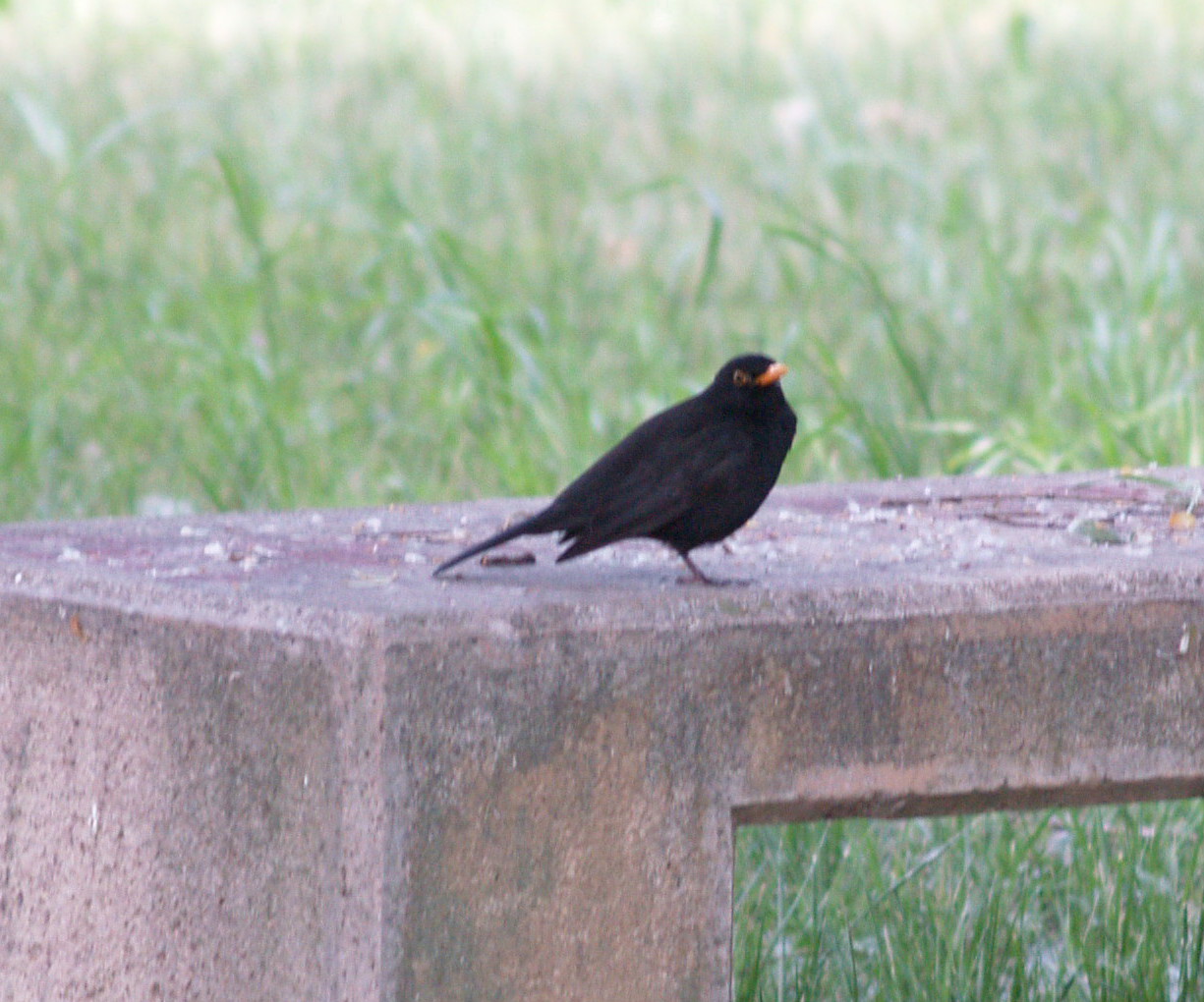 Avifauna humor