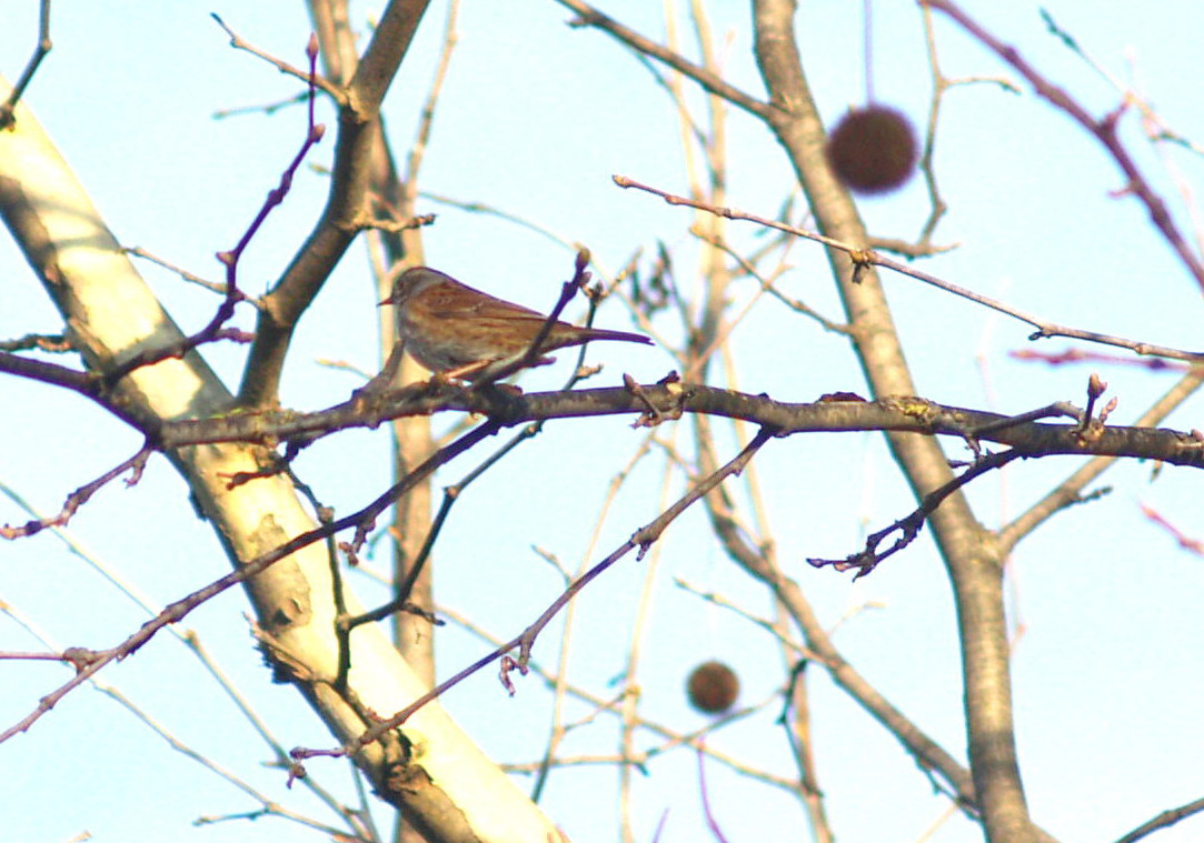 Richiesta aiuto identific.... silvide [Passera scopaiola]