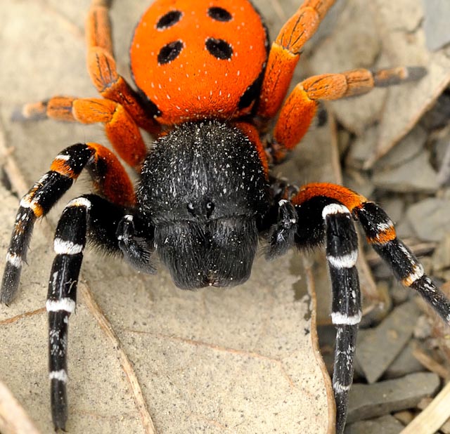 Eresus sp.