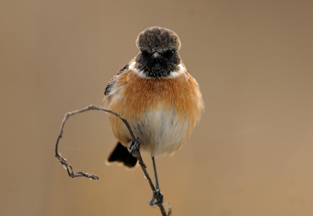Uccelli arruffati