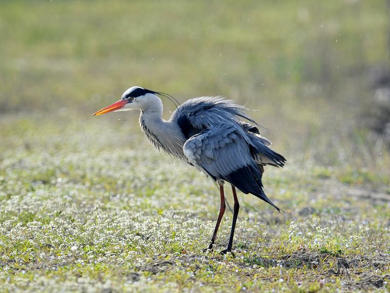Uccelli arruffati